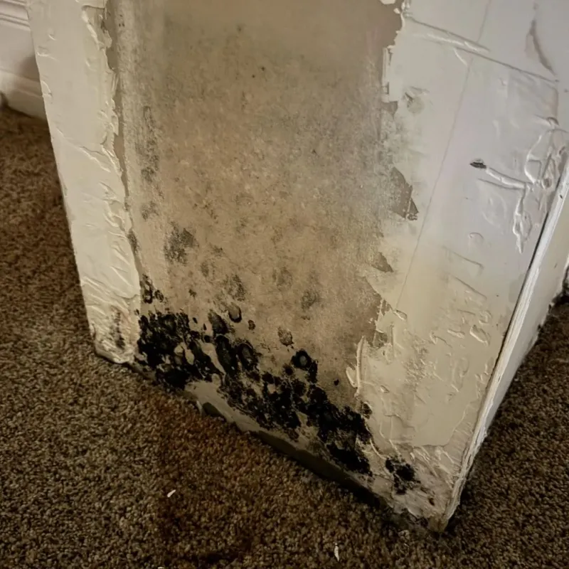 Professional Mold Removal in Marfa, TX